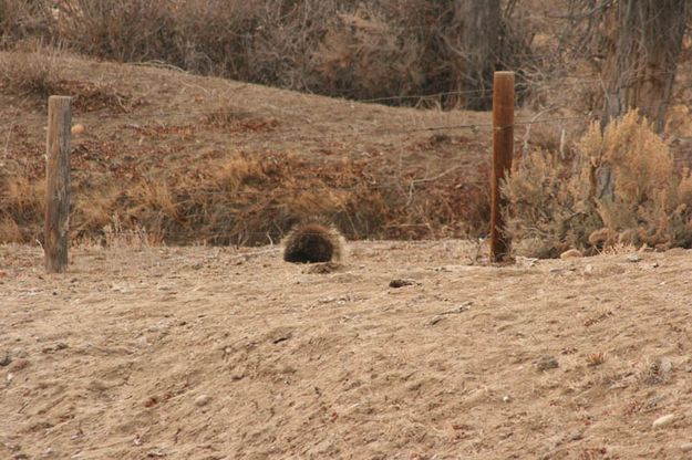 What's that blob?. Photo by Dawn Ballou, Pinedale Online.