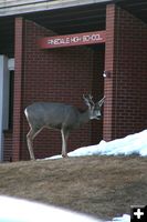 Little Buck. Photo by Pam McCulloch, Pinedale Online.