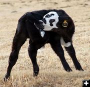 Chasing his tail. Photo by Carie Whitman.