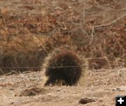 On the ground. Photo by Dawn Ballou, Pinedale Online.