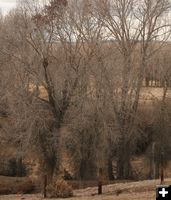 Up a tree. Photo by Dawn Ballou, Pinedale Online.