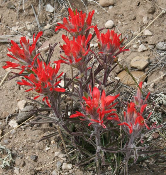 Desert Paintbrush. Photo by Dawn Ballou, Pinedale Online.