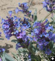 Penstemon. Photo by Dawn Ballou, Pinedale Online.