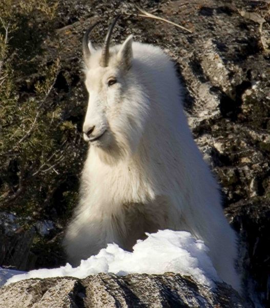 King Of The Hill. Photo by Dave Bell.