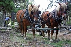 Tree-Pulling Horses. Photo by Steven Crane.