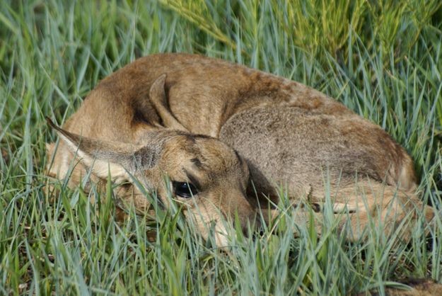 Pronghorn. Photo by Cat Urbigkit.