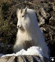 King Of The Hill. Photo by Dave Bell.