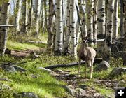 Glimpse Lake Trail Deer. Photo by Dave Bell.