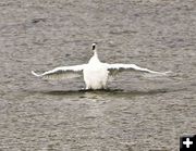 Trumpeter Swan. Photo by Dave Bell.