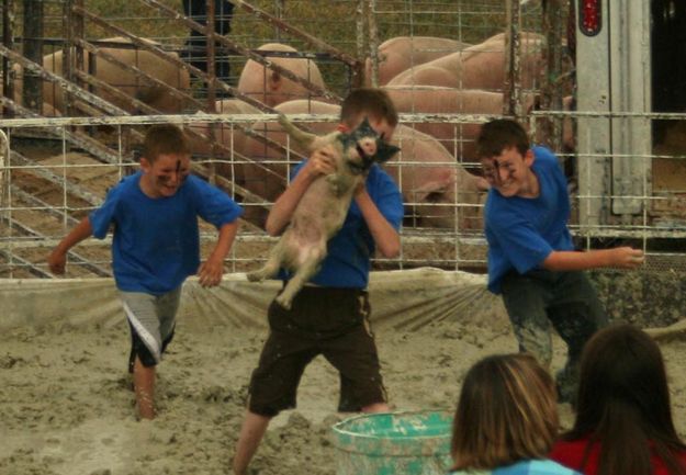 Moondance Piglets. Photo by Dawn Ballou, Pinedale Online.