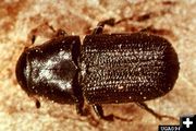 Mountain Pine Beetle. Photo by U. S. Forest Service.