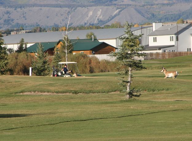 Chase Is On. Photo by Pam McCulloch, Pinedale Online.