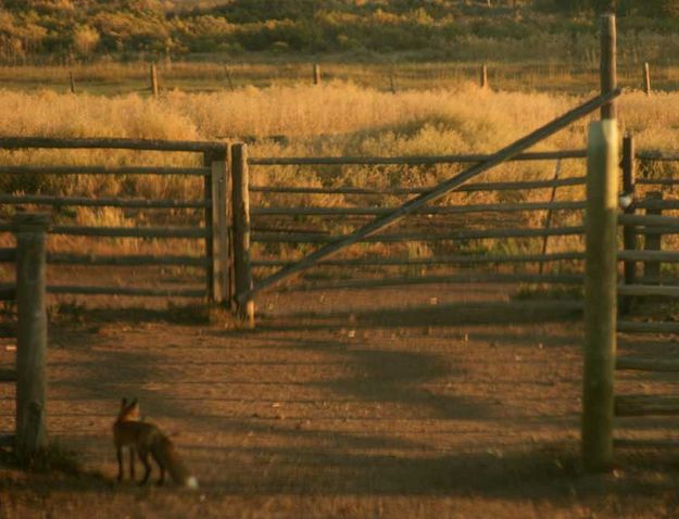 Back to the other side. Photo by Dawn Ballou, Pinedale Online.