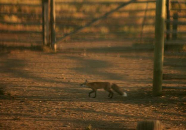 It flew to the other fencepost. Photo by Dawn Ballou, Pinedale Online.