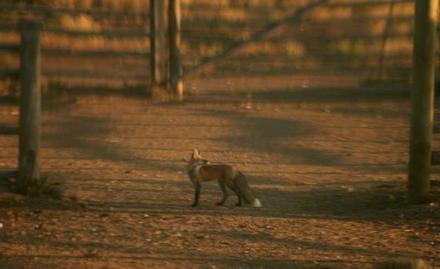 Then back again. Photo by Dawn Ballou, Pinedale Online.