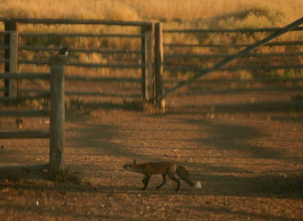 Back over. Photo by Dawn Ballou, Pinedale Online.