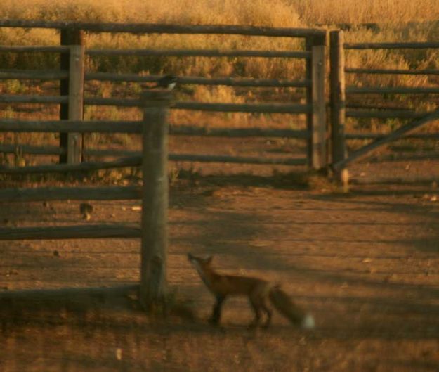 Come closer!. Photo by Dawn Ballou, Pinedale Online.