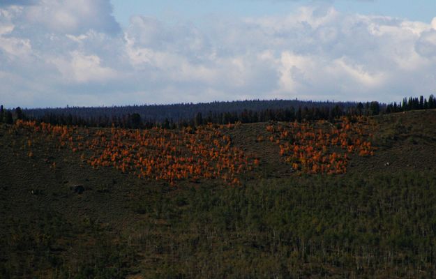 Orange Grove. Photo by Pam McCulloch, Pinedale Online.