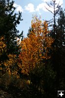 Green Backdrop. Photo by Pam McCulloch, Pinedale Online.