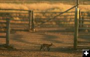 Checking it out. Photo by Dawn Ballou, Pinedale Online.