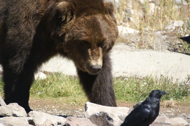 Grizzly bear. Photo by Cat Urbigkit, Pinedale Online.