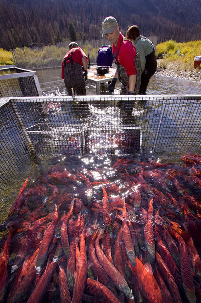 Holding Pen. Photo by Mark Gocke, WGFD.