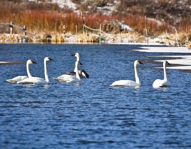 Swans. Photo by Dave Bell.