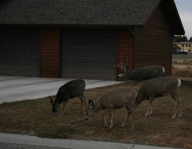 On the Lawn. Photo by Pam McCulloch.