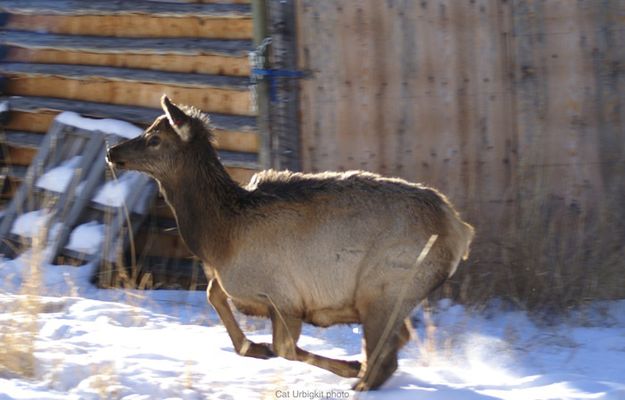 Calf. Photo by Cat Urbigkit, Pinedale Online.