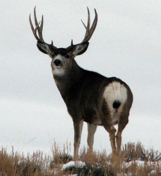 Mule Deer. Photo by Bureau of Land Management.