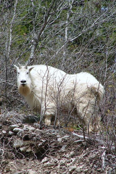 Mountain Goat. Photo by Shaun Andersen.