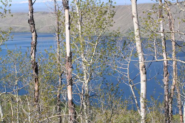 Fremont Lake Aspens. Photo by Sammie Moore.