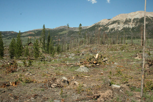 Logged. Photo by Dawn Ballou, Pinedale Online.