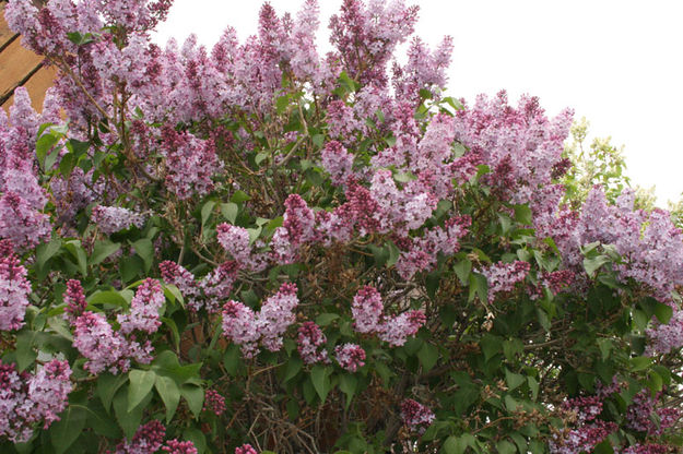 Lilacs. Photo by Dawn Ballou, Pinedale Online.