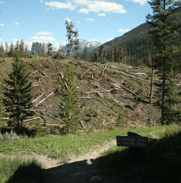 Logging along trrails. Photo by Dawn Ballou, Pinedale Online.