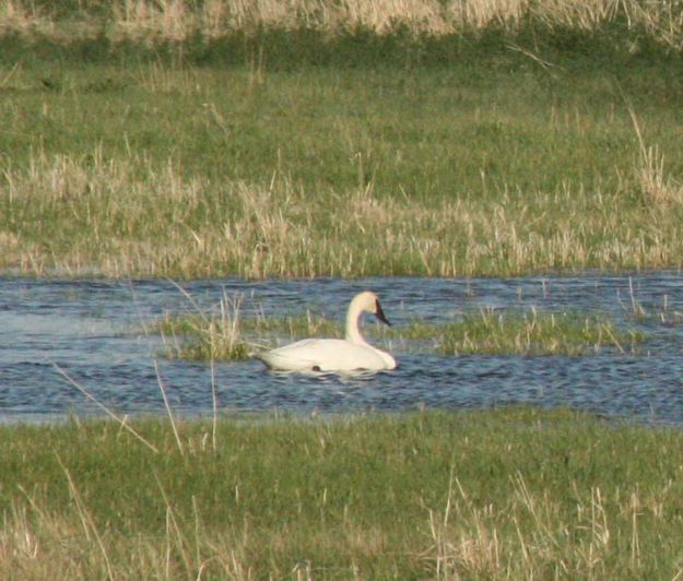 Swan. Photo by Dawn Ballou, Pinedale Online.