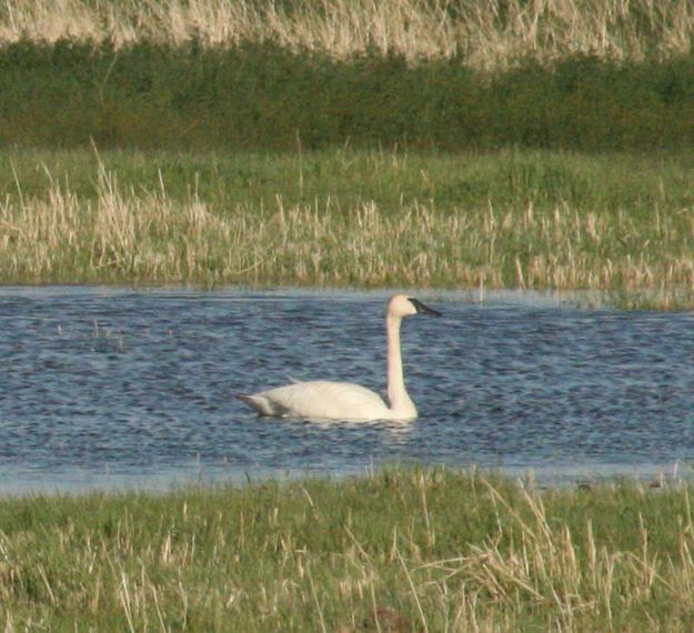 Big Bird. Photo by Dawn Ballou, Pinedale Online.