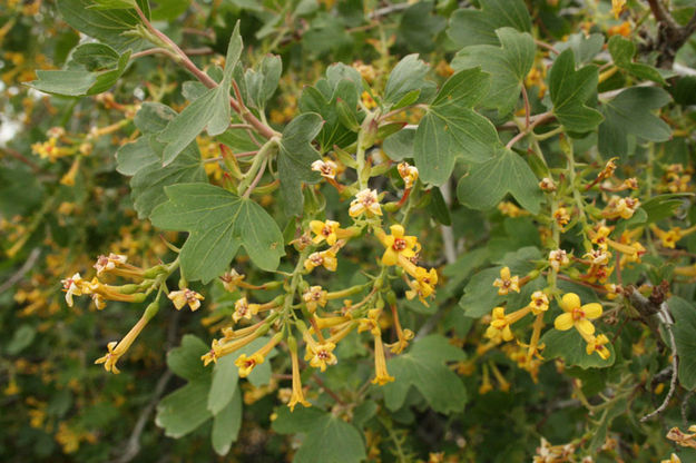 Yellow Tube Flowers. Photo by Dawn Ballou, Pinedale Online.