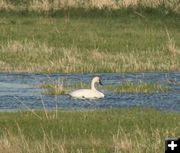 Swan. Photo by Dawn Ballou, Pinedale Online.