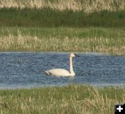 Big Bird. Photo by Dawn Ballou, Pinedale Online.