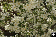 White flowers. Photo by Dawn Ballou, Pinedale Online.