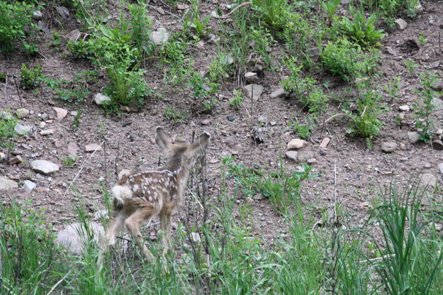 Still blends in. Photo by Michele Yarnell.