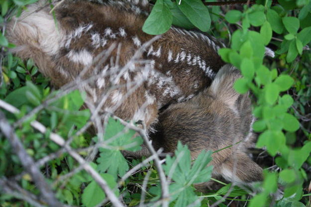 Up Close. Photo by Michele Yarnell.