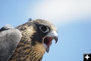 Young peregrine. Photo by Cat Urbigkit, Pinedale Online.