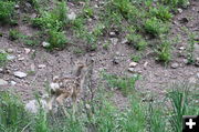 Still blends in. Photo by Michele Yarnell.