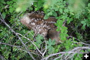 Blends In. Photo by Michele Yarnell.