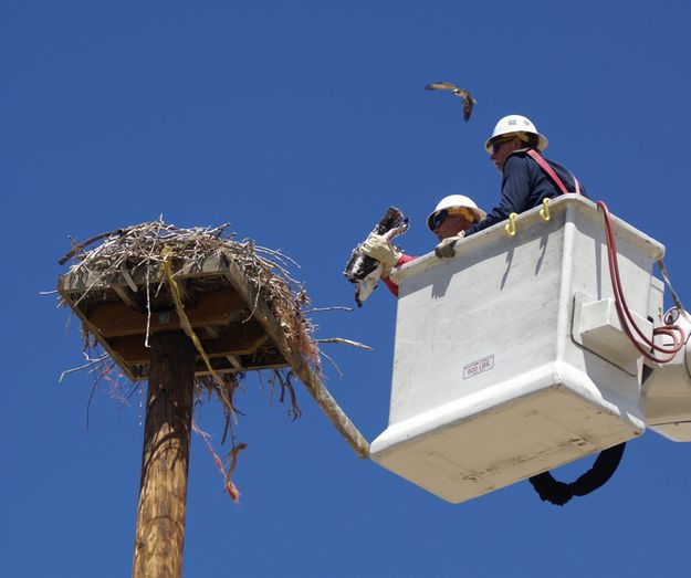 Back to nest. Photo by Cat Urbigkit, Pinedale Online.