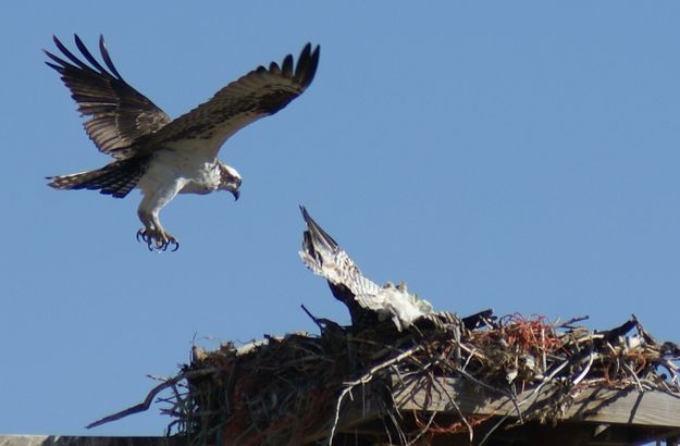 Mothering. Photo by Cat Urbigkit, Pinedale Online.