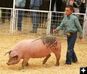 Pee Wee Showmanship. Photo by Pinedale Online.