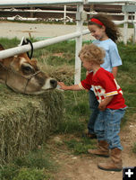 Milk Cow. Photo by Dawn Ballou, Pinedale Online.